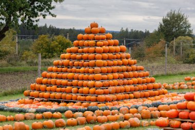 Sonbahar piramit gibi eğlenmek için düzenlenmiş kabaklar hasat