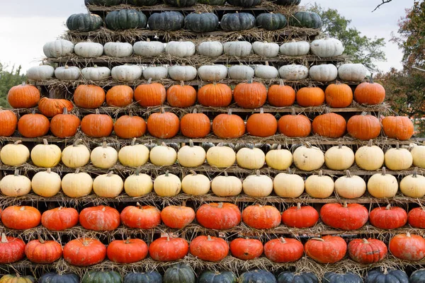 Autumn harvested pumpkins background — Stock Photo, Image