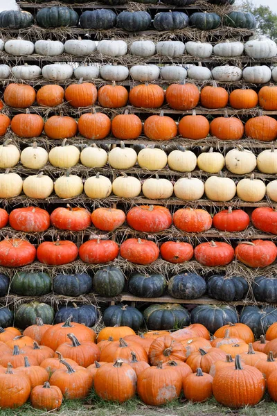 Fondo de calabazas cosechadas de otoño — Foto de Stock