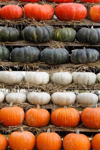 Sonbaharda hasat kabaklar arka plan