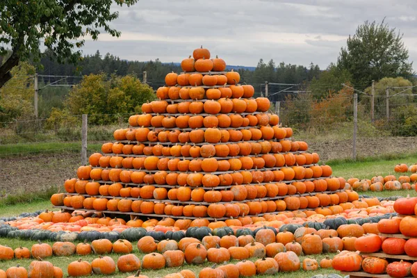 Sonbahar piramit gibi eğlenmek için düzenlenmiş kabaklar hasat