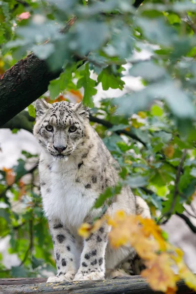 Bellissimo gatto leopardo delle nevi, (Uncia uncia ) — Foto Stock