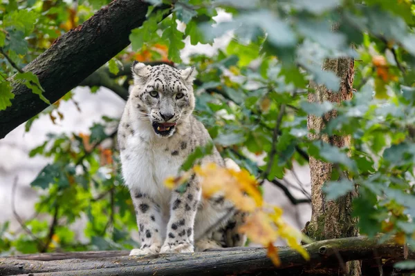 Bellissimo gatto leopardo delle nevi, (Uncia uncia ) — Foto Stock