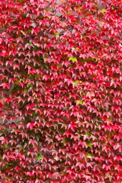 Outono outono fundo com folhas vermelhas para pano de fundo — Fotografia de Stock