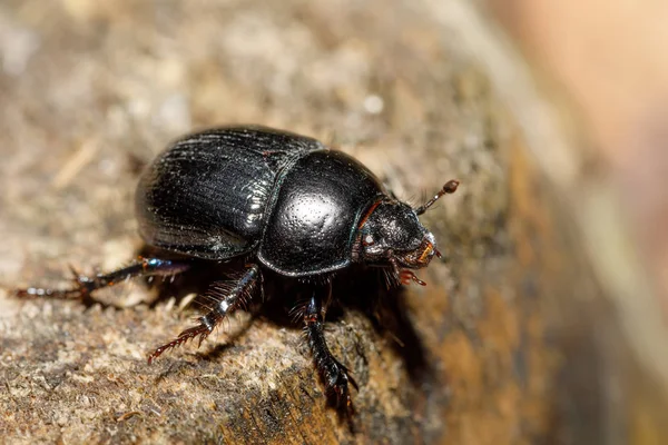 Escarabajo dor en el bosque de pinos, macro — Foto de Stock