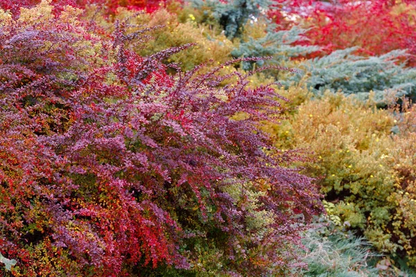 Podzimní barvy kompozice v zahradě — Stock fotografie