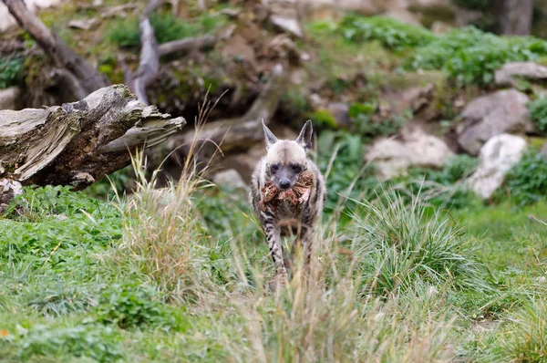 Striped hyena (Hyaena hyaena) — Stock Photo, Image