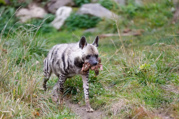 Striped hyena (Hyaena hyaena)