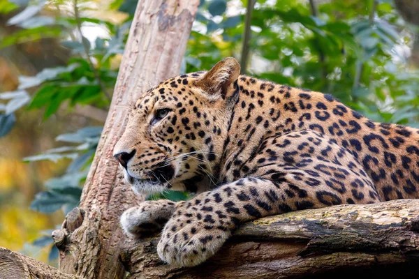 Sri Lanka Leoparden Panthera Pardus kotiya — Stockfoto