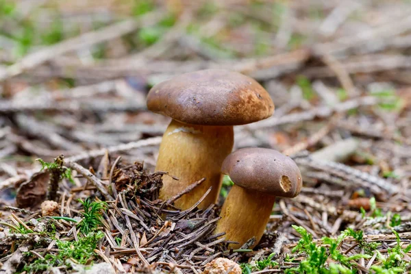 Boleto de boleto de baía de cogumelo fundado na floresta de outono — Fotografia de Stock
