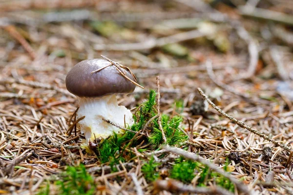 Cogumelo marrom e branco na floresta — Fotografia de Stock
