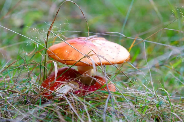 Fly agaric or fly amanita muschroom — Stock Photo, Image