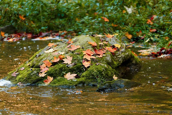 Autumn, fall wild river Doubrava, picturesque landscape. — Stock Photo, Image