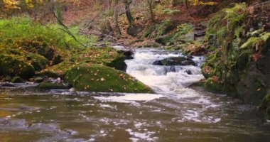 vahşi nehirde Doubrava sonbahar renkleri, güzel manzara