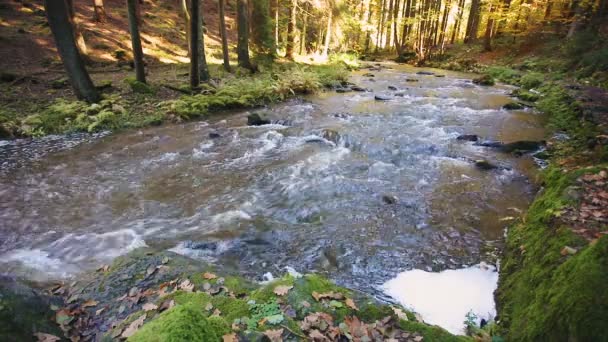 Río salvaje Doubrava en colores otoñales, paisaje pintoresco — Vídeos de Stock