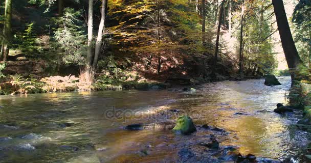 Wild river Doubrava in fall colors, picturesque landscape — Stock Video
