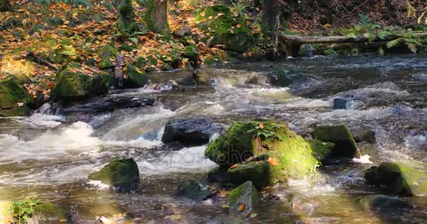 Wilder Fluss doubrava in herbstlichen Farben, malerische Landschaft — Stockvideo