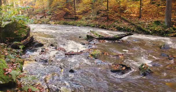 Río salvaje Doubrava en colores otoñales, paisaje pintoresco — Vídeos de Stock