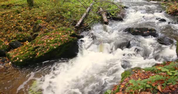 Río salvaje Doubrava en colores otoñales, paisaje pintoresco — Vídeos de Stock