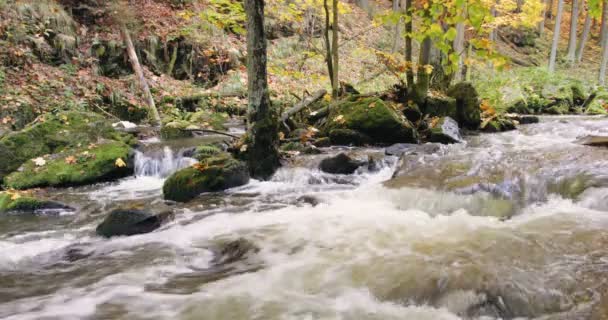 Wilde rivier Doubrava in fall kleuren, schilderachtig landschap — Stockvideo