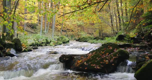 Őszi színek, festői táj vad folyó Doubrava — Stock videók