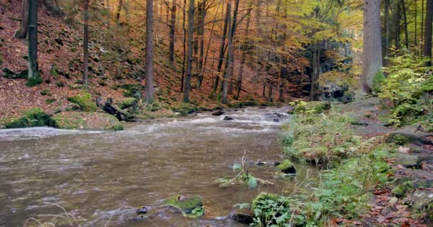 Fiume selvaggio Doubrava in colori autunnali, paesaggio pittoresco — Video Stock