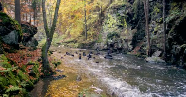 Rivière sauvage Doubrava dans les couleurs de l'automne, paysage pittoresque — Video