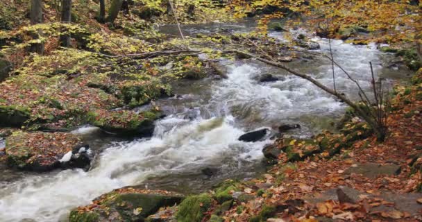 Vilda floden Doubrava i höstfärger, pittoreska landskap — Stockvideo