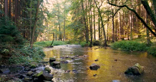 Wilde rivier Doubrava in fall kleuren, schilderachtig landschap — Stockvideo