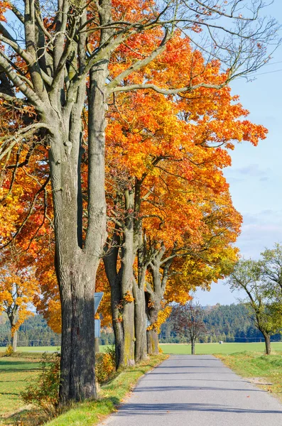 Höstlandskap med falla färgade träd — Stockfoto