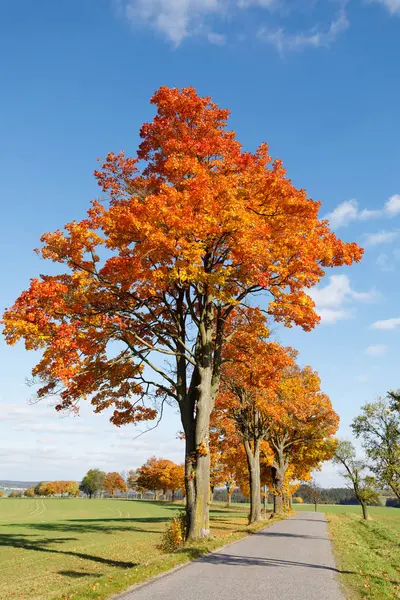 Herfst landschap met dalen gekleurde bomen — Stockfoto