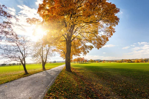 Sonbahar manzarası ile sonbahar renkli ağaçlar — Stok fotoğraf