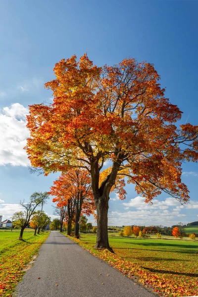 Herfst landschap met dalen gekleurde bomen — Stockfoto