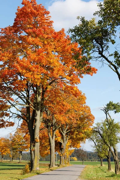 Herfst landschap met dalen gekleurde bomen — Stockfoto