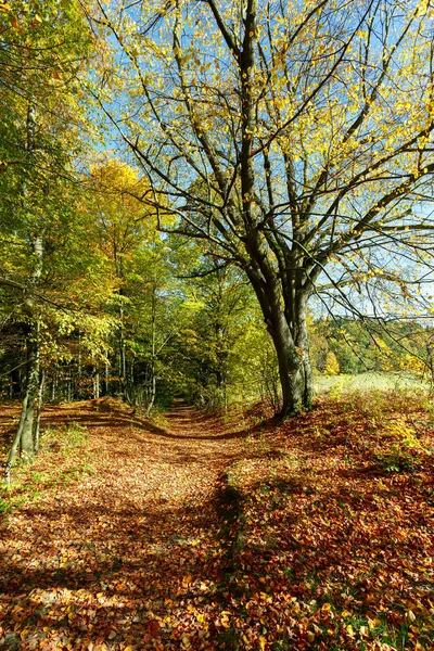 Herfst landschap met dalen gekleurde bomen — Stockfoto