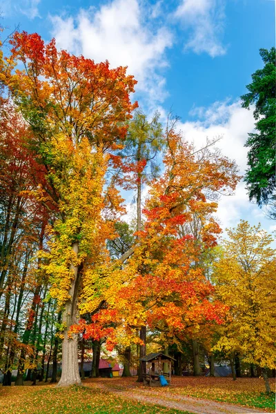 Herfst landschap met dalen gekleurde bomen — Stockfoto