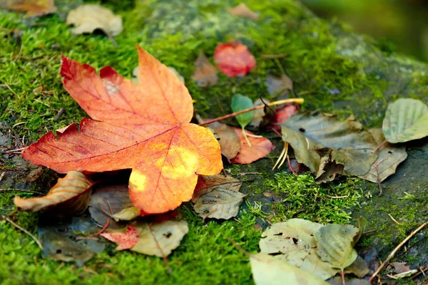 秋のカエデの葉の成分 — ストック写真