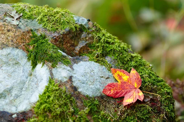 Composition of autumn maple leaf — Stock Photo, Image