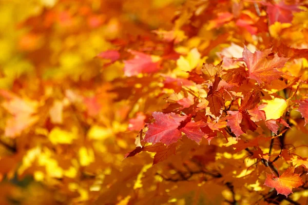 Fondo de hojas de otoño naranja con enfoque muy superficial —  Fotos de Stock