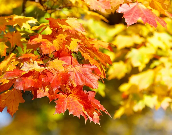 Oranžové podzimní listí pozadí s velmi omezeným ohniskem — Stock fotografie