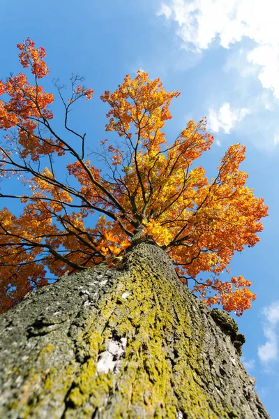 Höstens färgade tree top i höstsäsong — Stockfoto