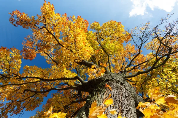 Autumn colored tree top in fall season — Stock Photo, Image