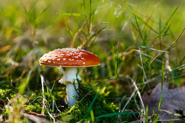 Cogumelo comumente conhecido como a mosca agárica ou mosca amanita — Fotografia de Stock