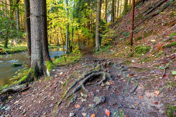 Őszi táj tartozik színes fák — Stock Fotó