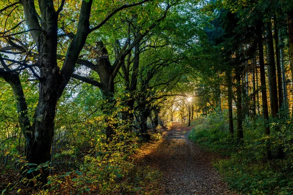 Bellissimo tramonto sul parco in autunno — Foto Stock