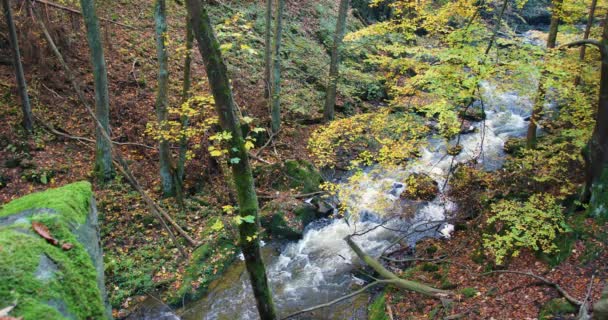 Rivière sauvage Doubrava dans les couleurs de l'automne, paysage pittoresque — Video