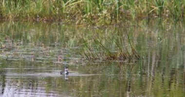 Küçük gölet üzerinde yeşil sazlık Avrasya Sakarmeke