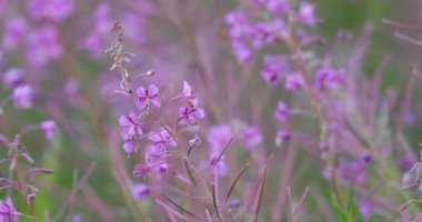 bahar esintisi çayır üzerinde yabani Menekşe çiçek