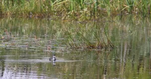 Eurasian coot i liten damm på gröna vassen — Stockvideo