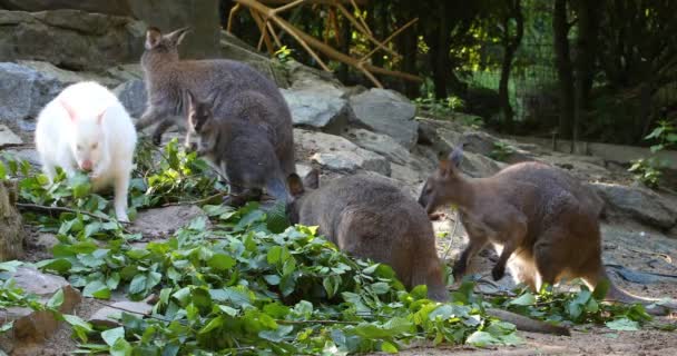 Kanguru yakalı kırmızı sevimli kanguru aile besleme — Stok video
